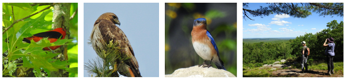 Left to right: Scarlet tanager, Red-tailed hawk, Eastern bluebird, view from top of Jewell Hill - photos by Gaynor Bigelbach