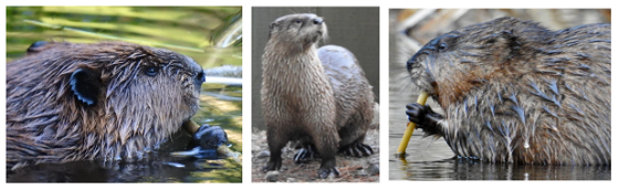 Beaver, otter, and muskrat - photos by Gaynor Bigelbach